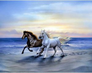 Arabhorses CollectionD'Art